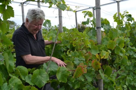 12 familier avler vin af høj kvalitet i Brabrand Valley