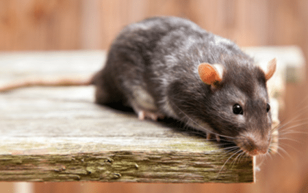 Antallet af anmeldelser om rotter stiger eksplosivt i Brabrand