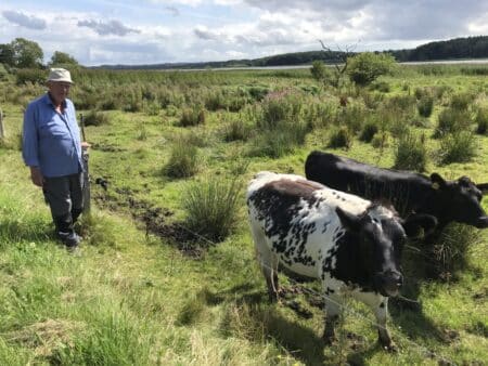 Morten og kvierne: Hans kreaturer sørger for naturplejen ved Brabrand Sø